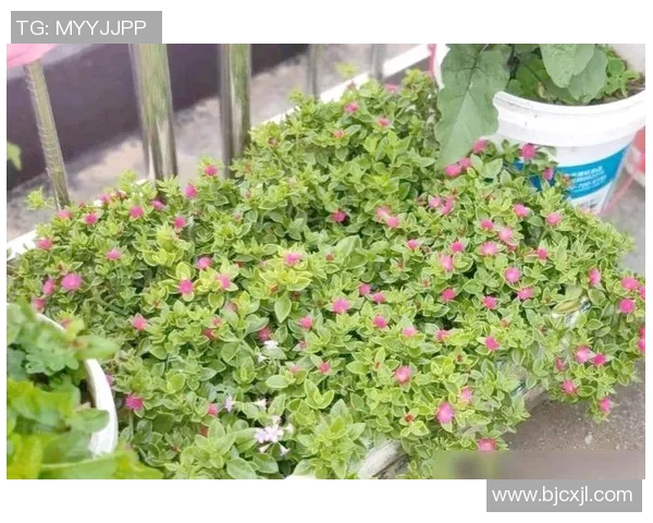 指甲足球的魅力与技巧探索：从基础到高级的全面指南与实战经验分享